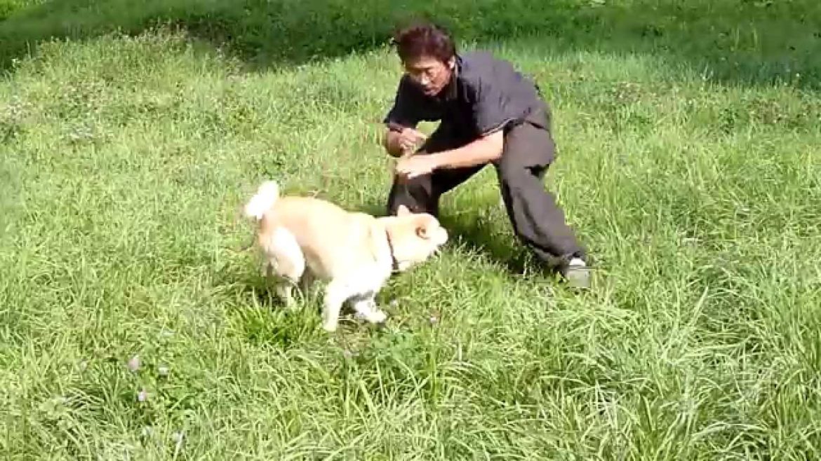 アイヌ犬　牙狼VS飼い主