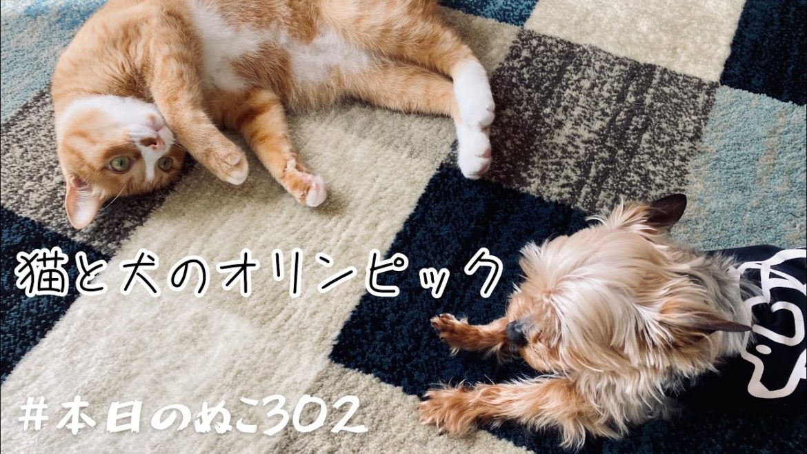 猫と犬のオリンピック【本日のぬこ302】