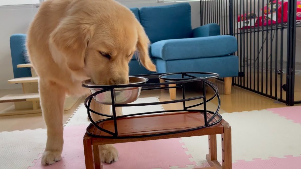 身長も伸びたので、二段重ねで食べてみます