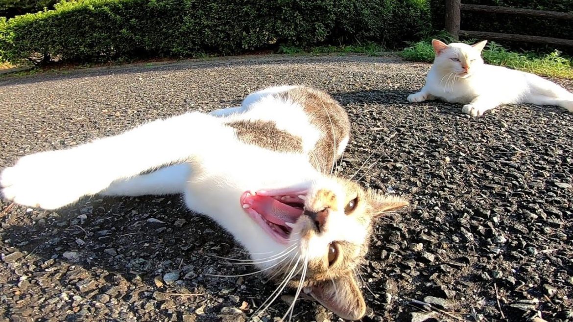 公園で寝転んでいた野良猫達をモフモフしてきた