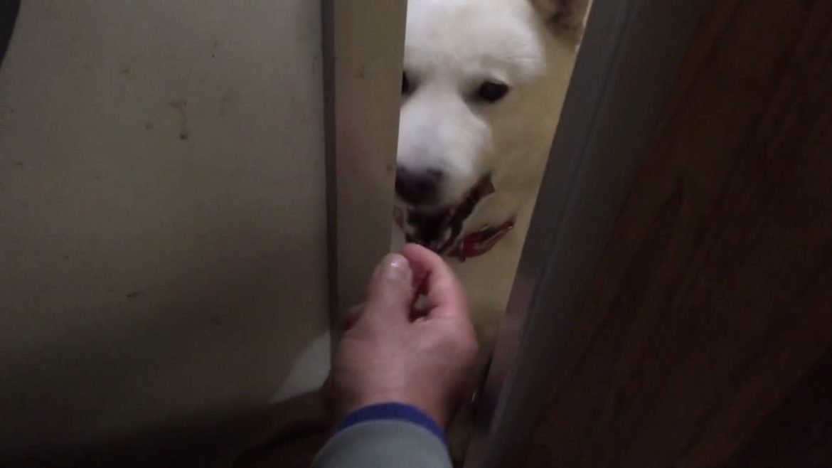 北海道犬 知らない人が餌をやろうとすると:(；ﾞﾟ'ωﾟ'):