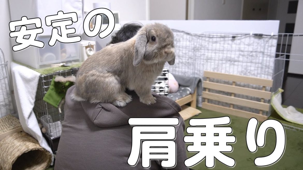 おねだりのためなら飼い主の肩にも乗るうさぎ【ホーランドロップ】