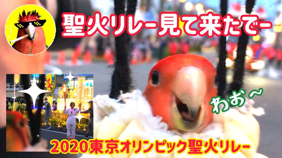 インコと聖火リレー見て来た【CHOIWARUINKO】2020東京オリンピック聖火リレー