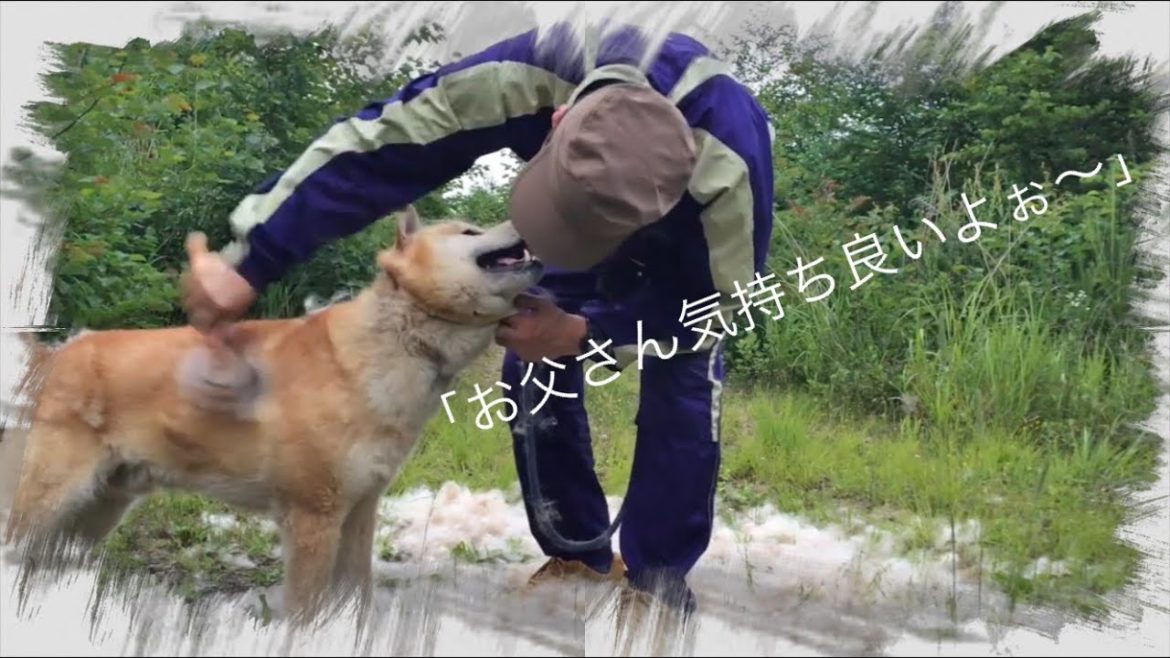 真夏を前に北海道犬の換毛作業！令和バージョン！Dog hair change work
