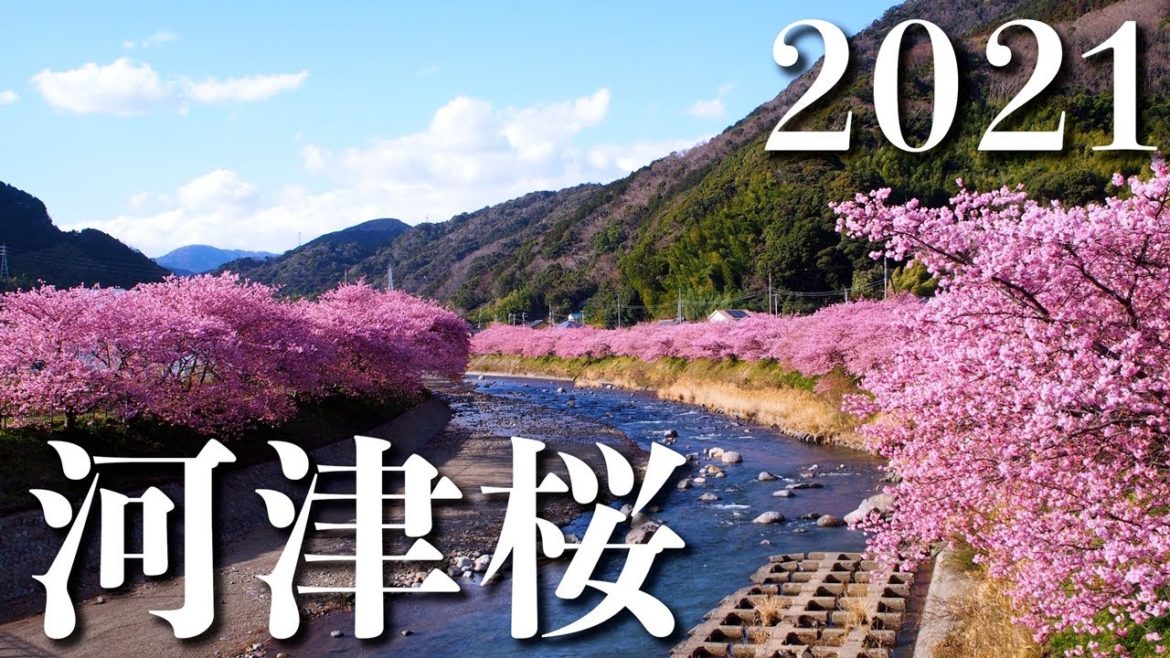 【静岡・伊豆】2021年 河津桜の満開風景 - Kawazu cherry blossoms-