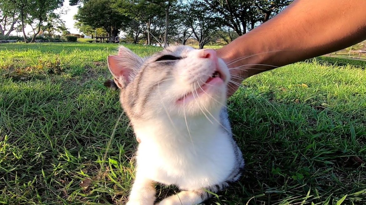 公園の芝生にいた野良猫をナデナデすると喜んで膝の上に乗ってきた
