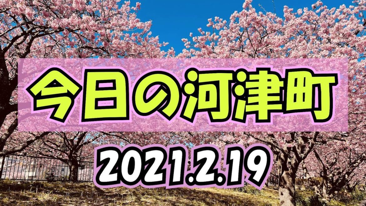 [2021河津桜] 2.19 最高に見頃 ドローン オンライン河津桜まつり[非公式] お散歩 原付 ツーリング　伊豆　開花情報　オンライン花見 モンキー125
