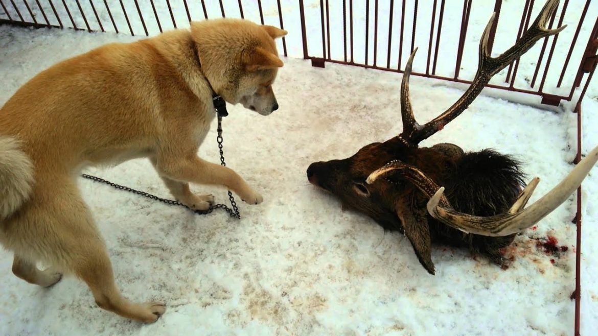 アイヌ犬　牙狼　シカ頭