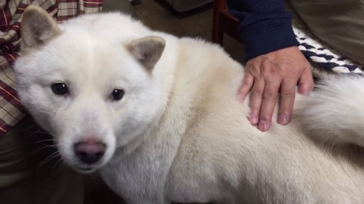 北海道犬 可愛いね。^_^