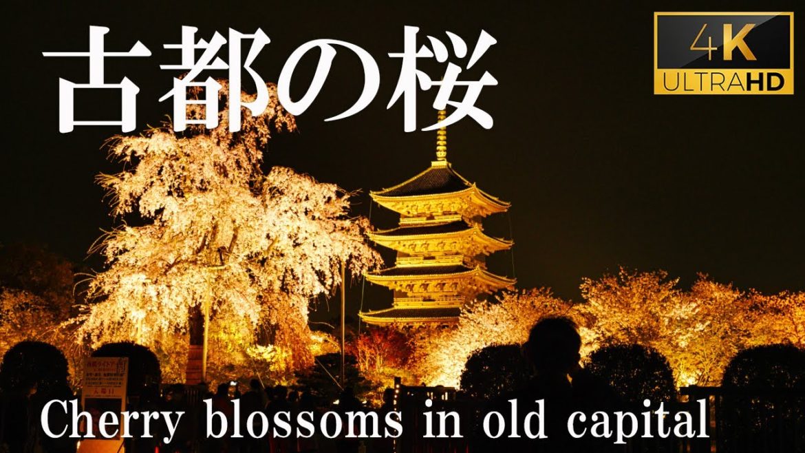 [4K]【古都の桜 2021】東寺 醍醐寺 八坂の塔 清水寺 蹴上インクライン 二条城