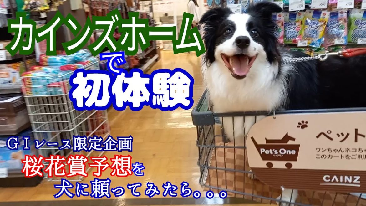 カインズホームで初体験。大阪杯結果報告。桜花賞予想。