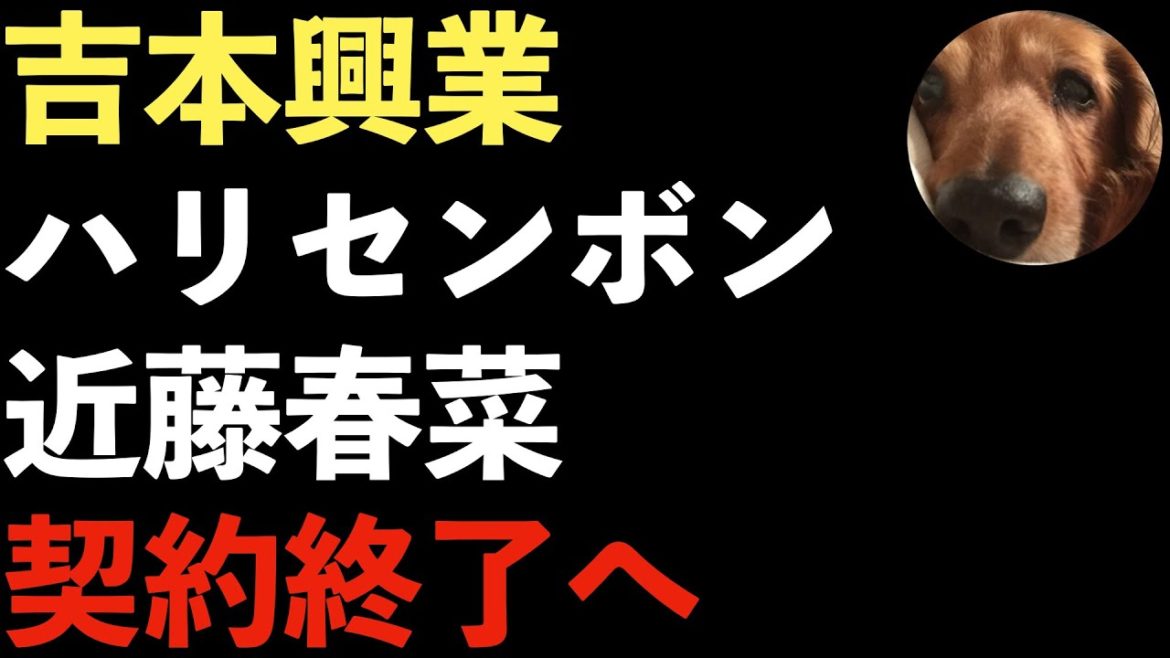 ハリセンボン近藤春菜の仕事が激減！吉本興業、次の専属エージェント契約終了は春菜!?加藤浩次の乱！【Masaニュース雑談】