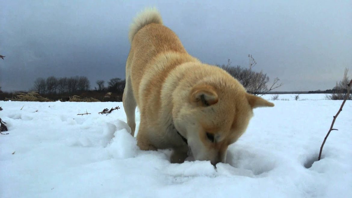 アイヌ犬　牙狼　モグラ！？