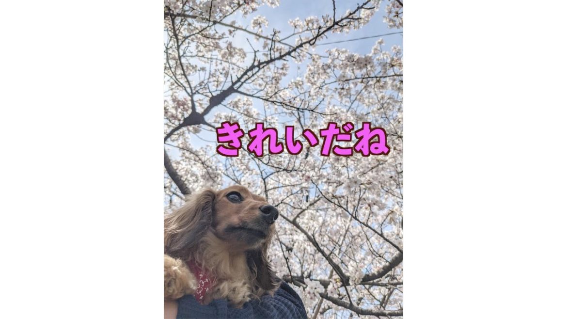 桜に感動する美人犬【カニンヘンダックスえびすの日常】#Shorts　@えびすVlog