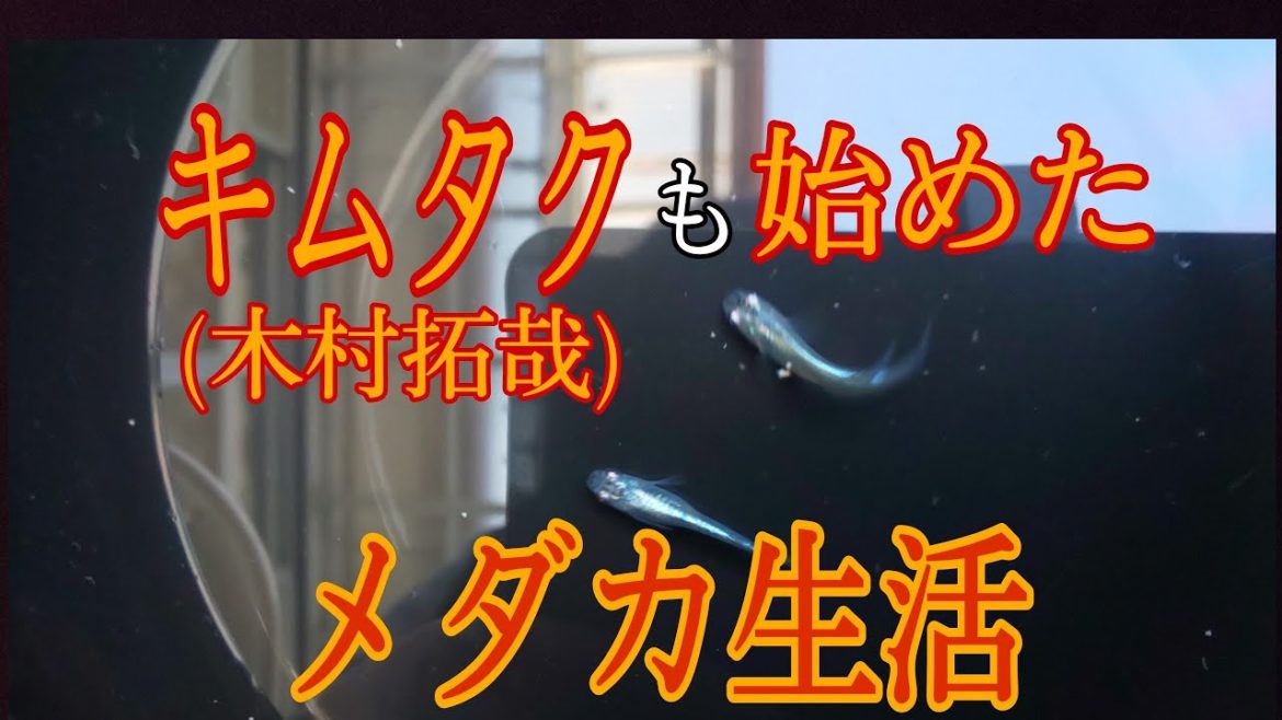 【メダカ】キムタクもメダ活始めました【木村拓哉】