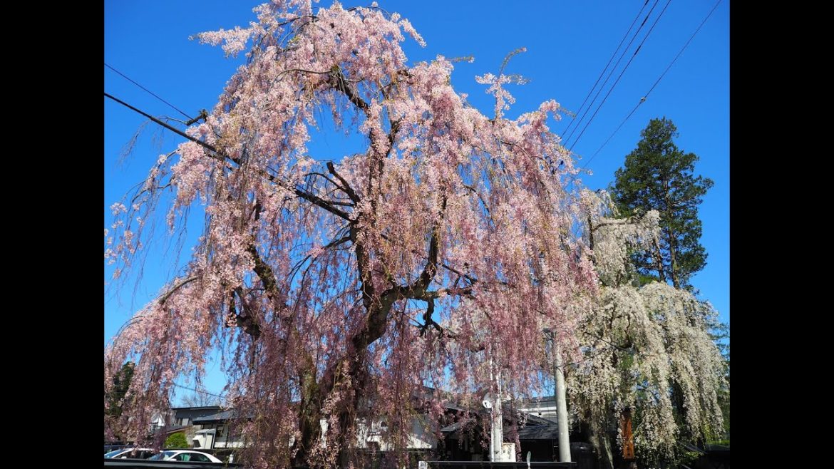 2021年4月23日　角館桜開花状況-12