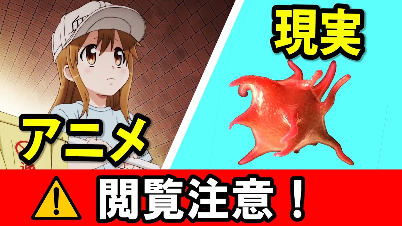 はたらく細胞 アニメと現実を見比べてみた Cells At Work Hataraku Saibou News Wacoca Japan People Life Style