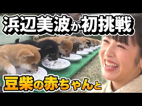 【撮影:浜辺美波】超可愛い!豆柴の赤ちゃんご飯の時間 【撮影:浜辺美波】超可愛い!豆柴の赤ちゃんご飯の時間