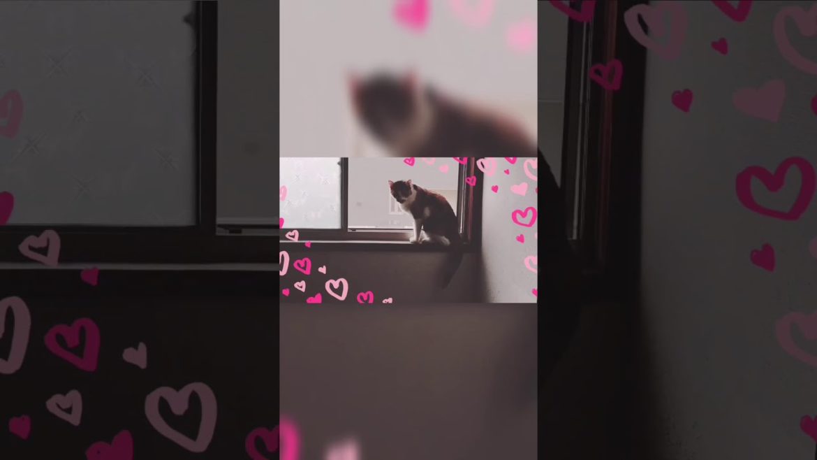 cat video2 8/ぬこ動画2 8