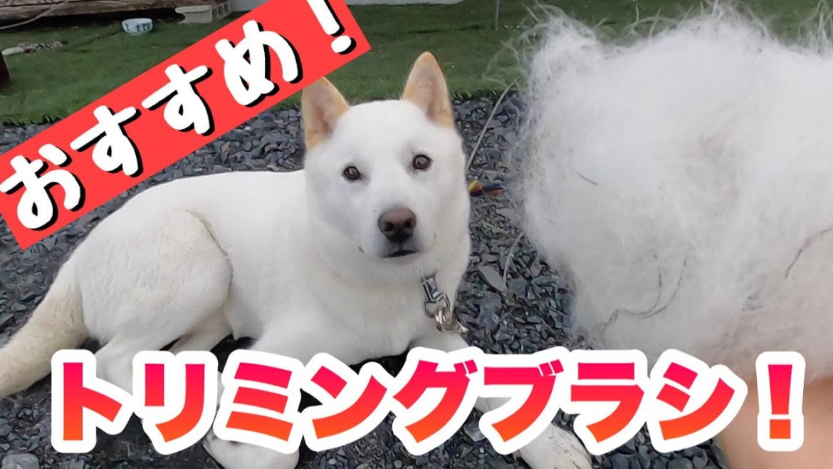 【北海道犬】感動！！すごいブラシ見つけました！！