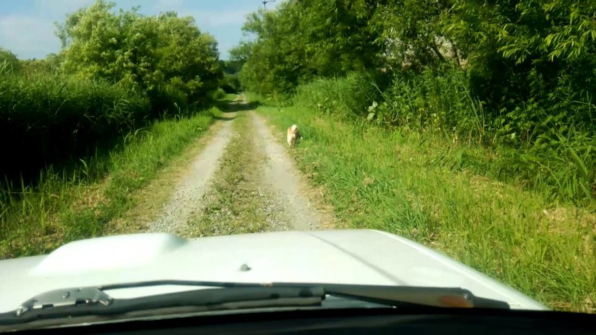 アイヌ犬　牙狼　ウォーミングアップ３　ainudog