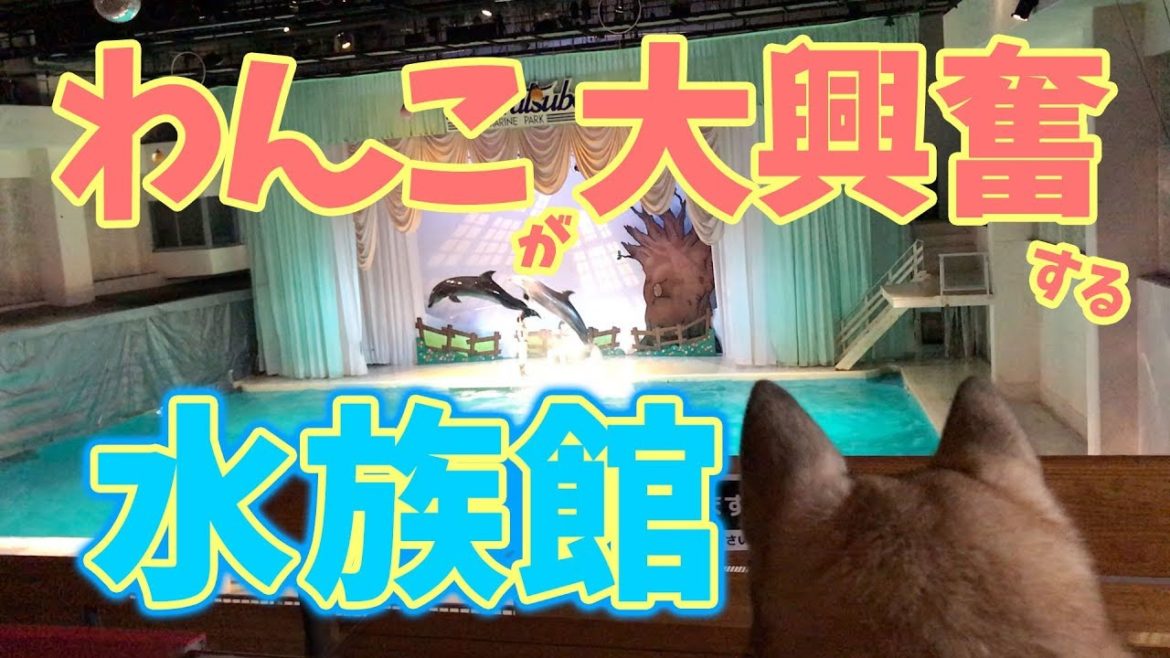 わんこと見学できる水族館・油壺マリンパーク わんこと見学できる水族館・油壺マリンパーク