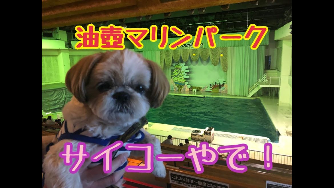【くぅちゃんと行く 油壺マリンパーク/Aburatsubo aquarium with QOO】