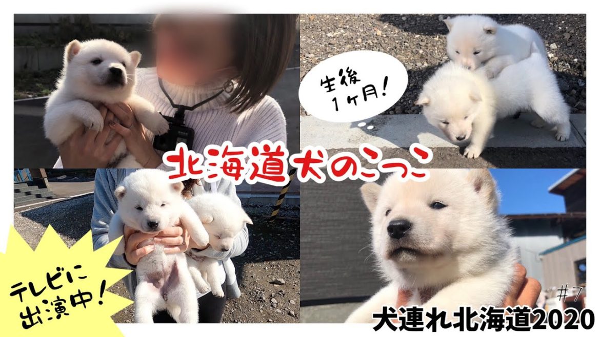 【北海道犬子犬】生後1ヶ月のこっこに会ってきた！テレビに出演中の可愛いこっこ♡〜鹿部・八雲満喫編〜【犬連れ北海道旅行2020⑦】