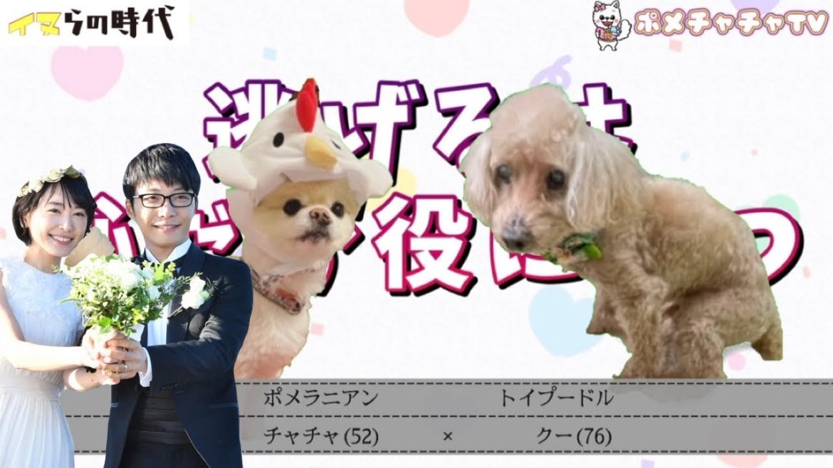 ガッキーの結婚について語るポメラニアンとトイプードルが面白い【逃げ恥婚おめでとう記念🎊スペシャル】