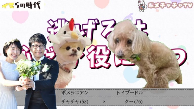 しゃべる犬 News Wacoca Japan People Life Style