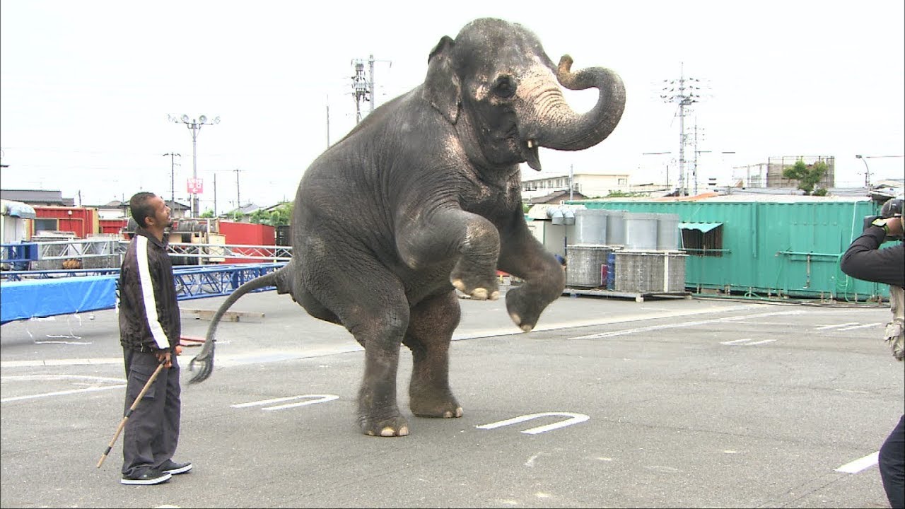 サーカスの動物たちが岡山にやってきた 6月9日から木下大サーカス開幕 News Wacoca Japan People Life Style サーカスの動物たちが岡山にやってきた 6月9日から木下大サーカス開幕 News Wacoca Japan People Life Style