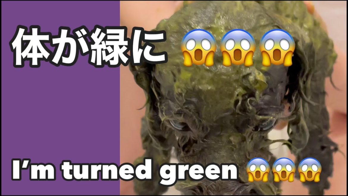 【ティーカッププードル】【変異種】シルバーが珍奇なミドプーになった⁉︎ 【Teacup poodle】【Mutation】Silver turned into rare green poodle!?