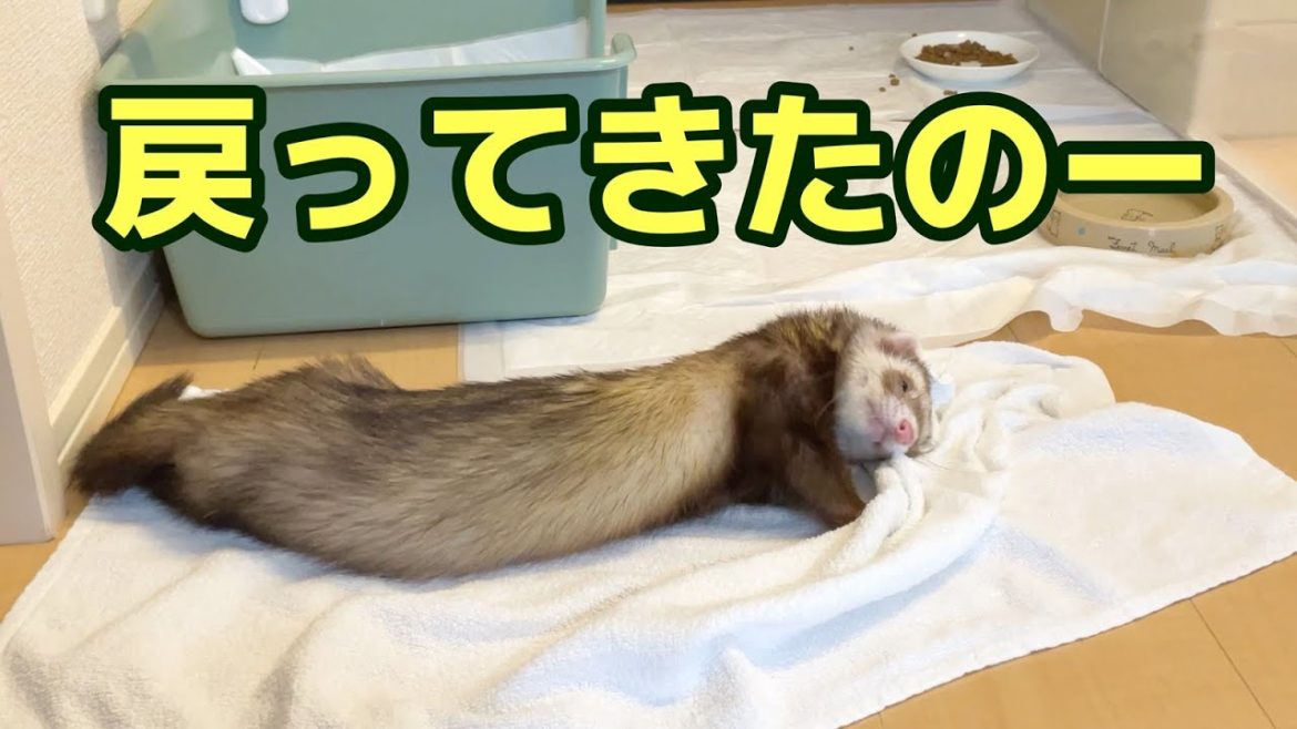 ワクチン接種から2日目：だいぶ体調は戻ってきたけど激しい遊びは禁止