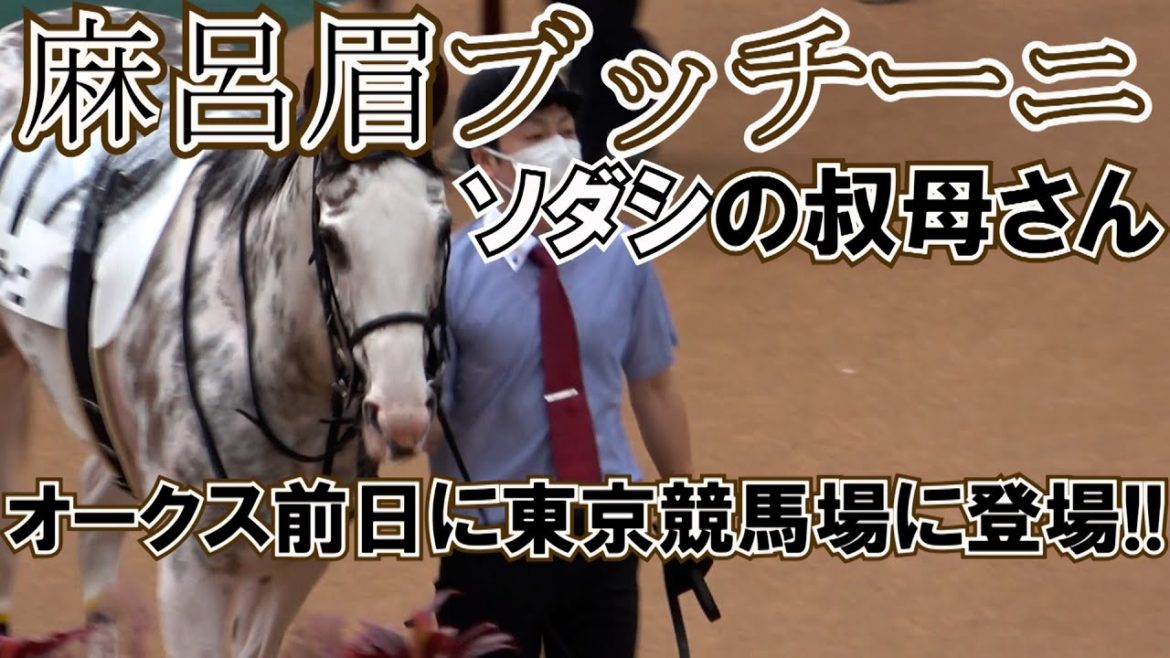 2021 ソダシの叔母さん麻呂眉ブッチーニがオークス前日に登場!! 現地映像