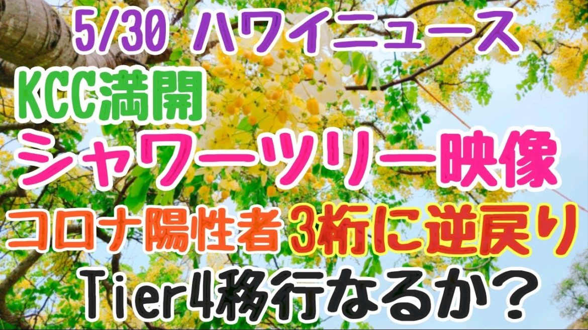 KCCシャワーツリー映像【コロナ陽性者3桁に戻る】Tier４に移行したいのに移行できるのか？#ハワイ #Hawaii #ハワイライフ #コロナ #ニュース #情報番組