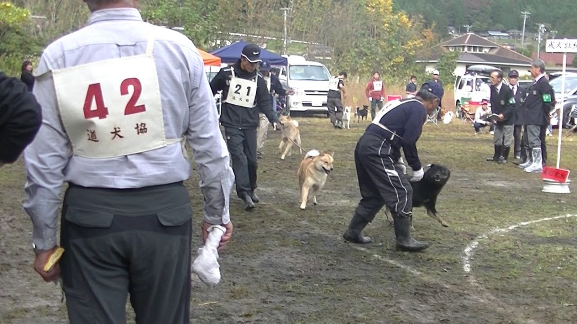 北海道犬協会　本部展覧会　成犬第一牡　特良一席　力狼