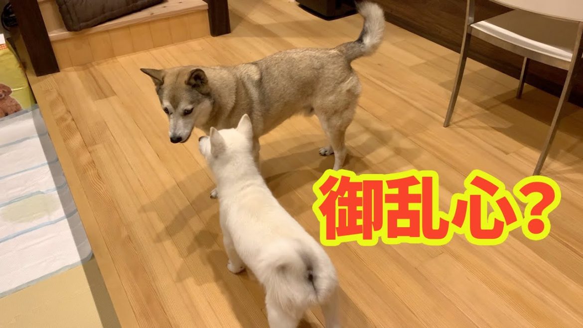 【むぎ氏 御乱心🐕💦】北海道犬の仔犬に意外な反応👀