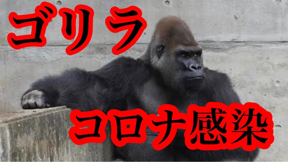 Kのニュース速報#4【霊長類ゴリラ新型コロナウイルス感染】