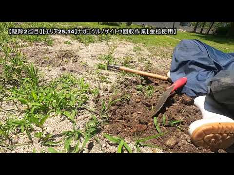 【駆除2巡目】【エリア25,14】ナガエツルノゲイトウ回収作業【金槌使用】 【駆除2巡目】【エリア25,14】ナガエツルノゲイトウ回収作業【金槌使用】