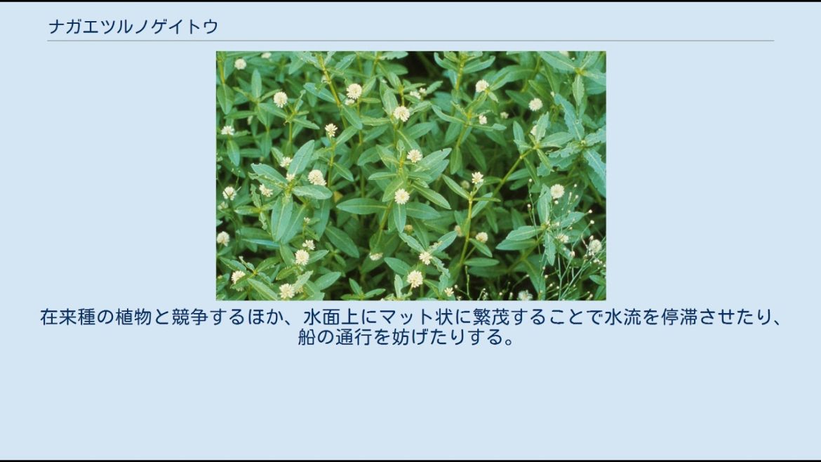 ナガエツルノゲイトウ ナガエツルノゲイトウ