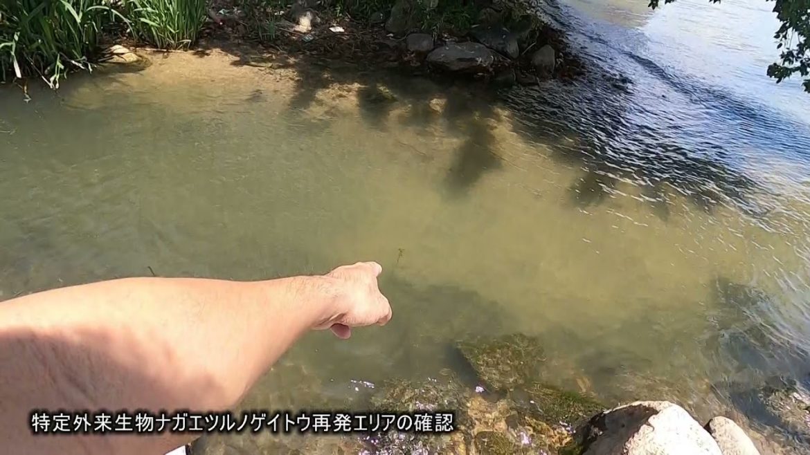 【地球最悪の侵略植物】特定外来生物ナガエツルノゲイトウ再発エリアの確認 【地球最悪の侵略植物】特定外来生物ナガエツルノゲイトウ再発エリアの確認