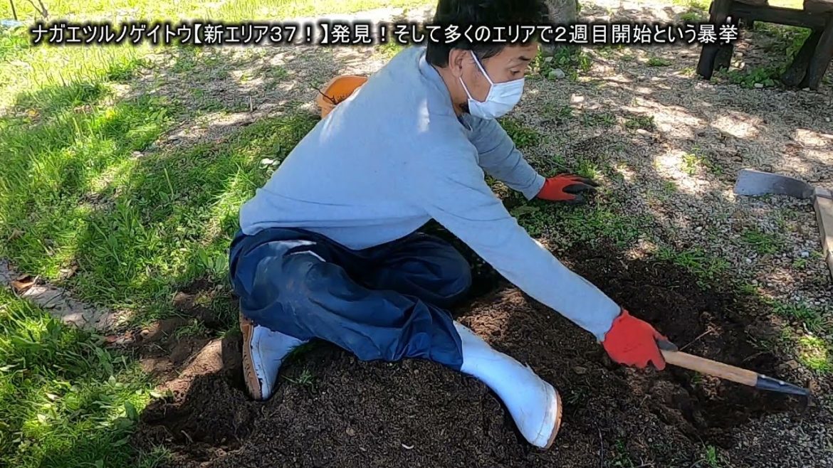 ナガエツルノゲイトウ【新エリア37!】発見!そして多くのエリアで2週目開始という暴挙 ナガエツルノゲイトウ【新エリア37!】発見!そして多くのエリアで2週目開始という暴挙