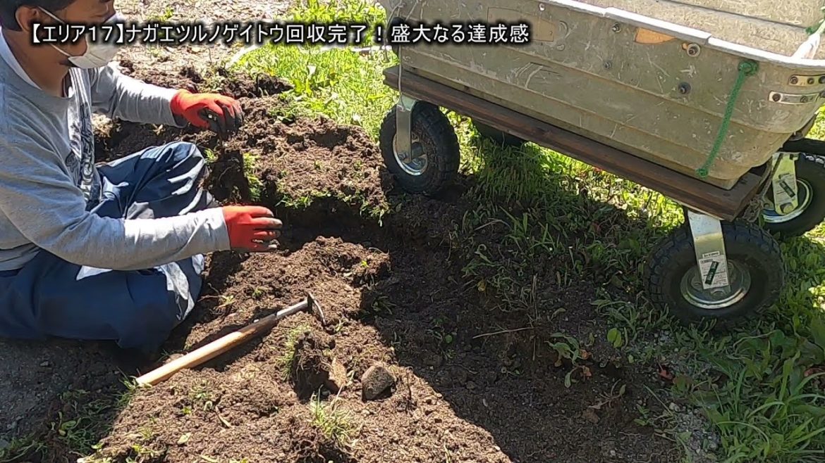 【エリア17】ナガエツルノゲイトウ回収完了!盛大なる達成感 【エリア17】ナガエツルノゲイトウ回収完了!盛大なる達成感