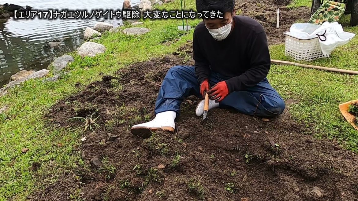 (編集ミス修正版)【エリア17】ナガエツルノゲイトウ駆除 大変なことになってきた (編集ミス修正版)【エリア17】ナガエツルノゲイトウ駆除 大変なことになってきた