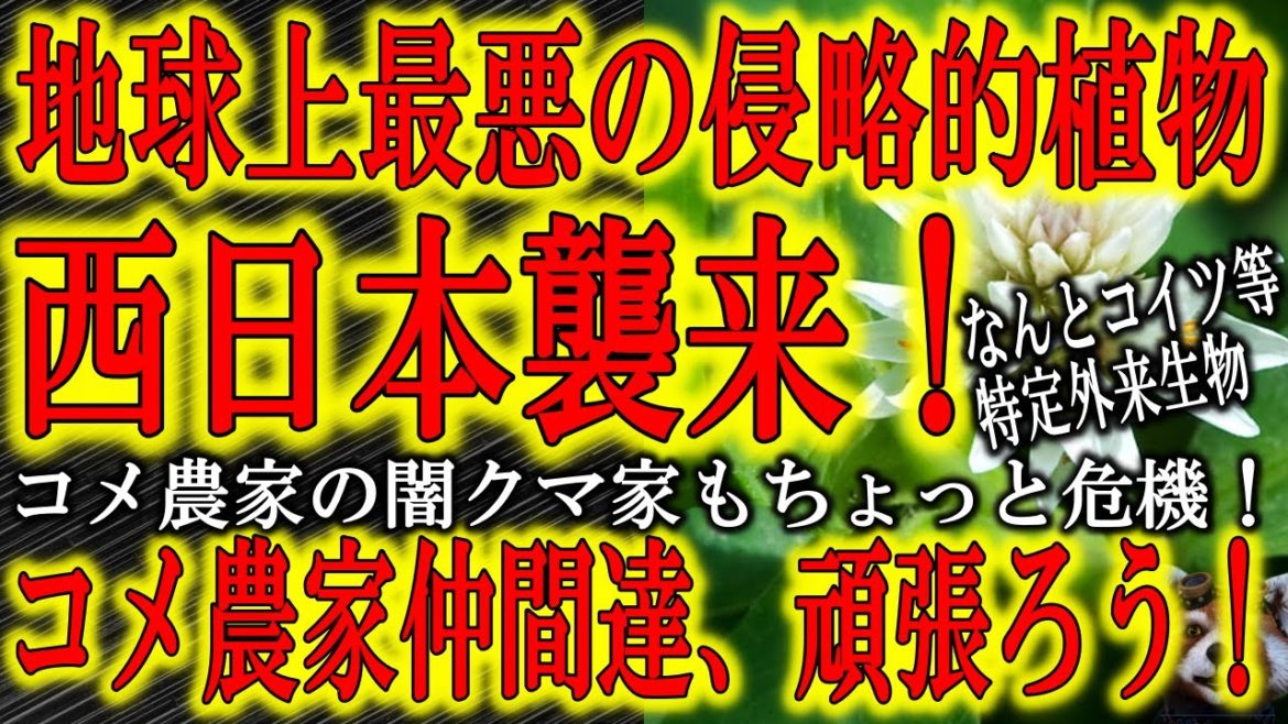【地球上最悪の侵略的植物が西日本襲来！】コメ農家大ピンチ！特定外来生物に指定されている有害植物『ナガエツルノゲイトウ』が西日本で大繁殖の可能性！コメ農家の闇クマ家もちょっとヤバい！コメ農家仲間達頑張ろ