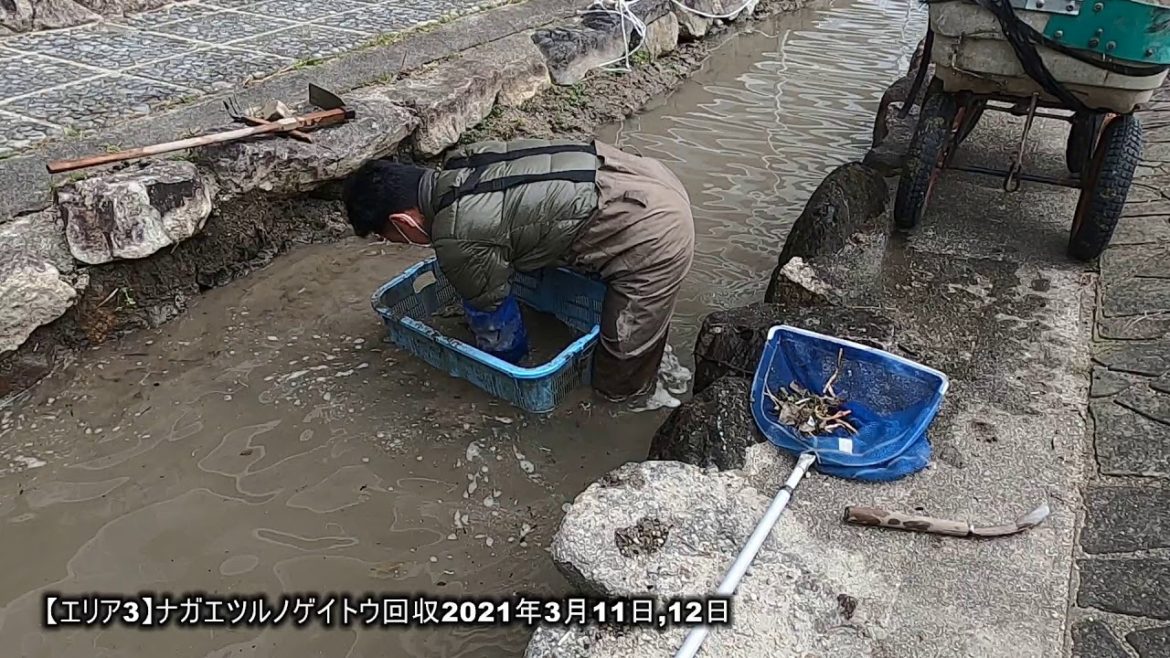 あともう少しでエリア３コンプリート！【エリア3】ナガエツルノゲイトウ回収2021年3月11日,12日【琵琶湖】【特定外来生物】【オオバナミズキンバイ】