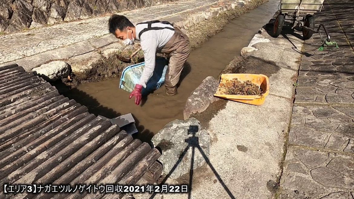 【エリア3】ナガエツルノゲイトウ回収2021年2月22日【特定外来生物】【琵琶湖】