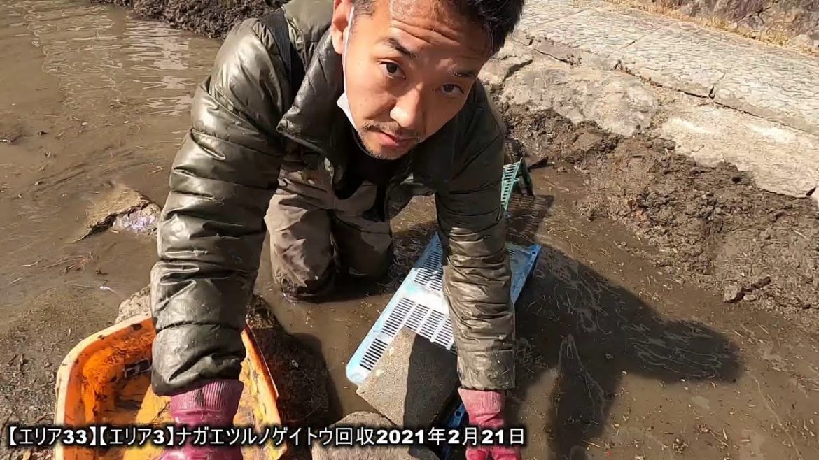 モミジバフウの実を1000個破棄！しかし某楽天市場で50個4,849円で売っているという盛大な事実【エリア33】【エリア3】ナガエツルノゲイトウ回収2021年2月21日