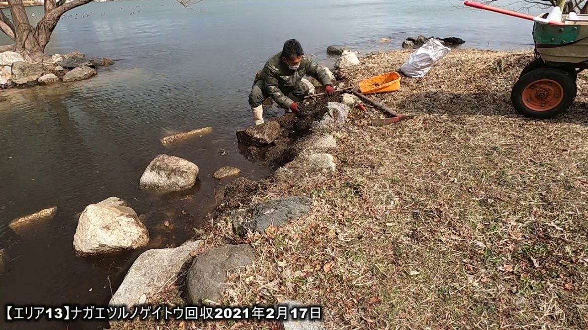 【エリア13】ナガエツルノゲイトウ回収2021年2月17日