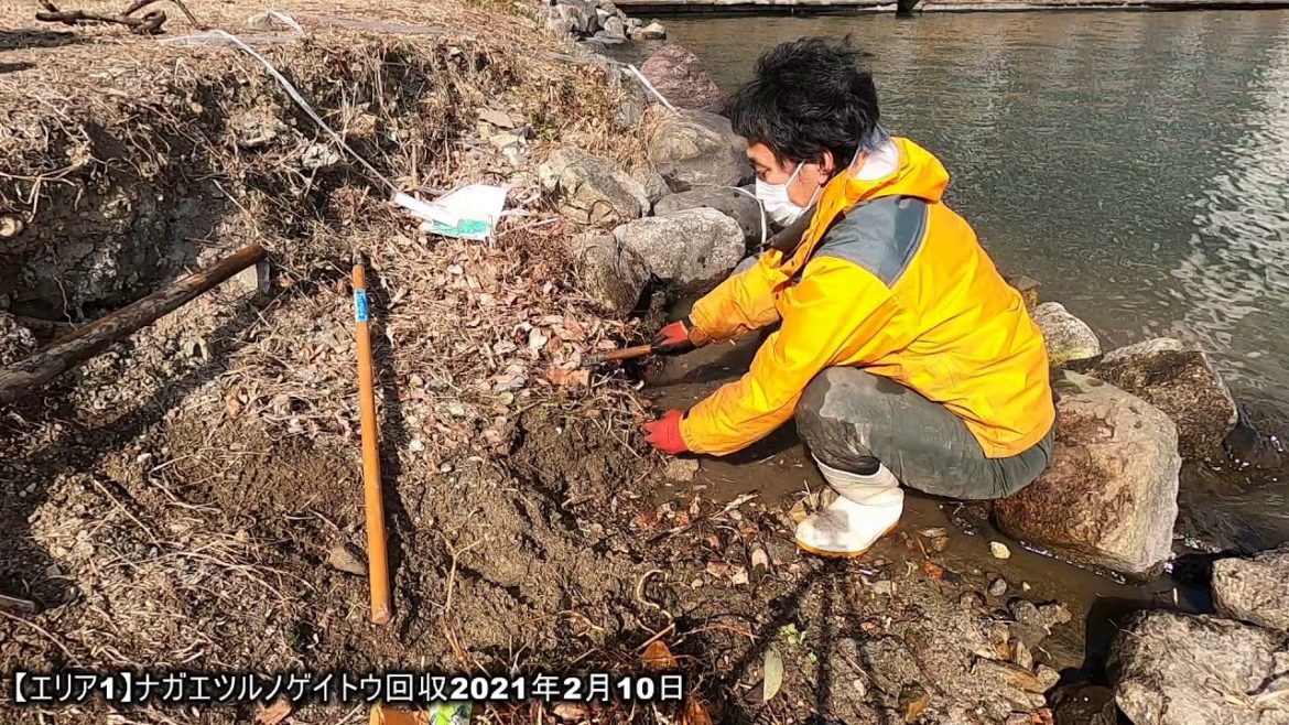 【エリア1】ナガエツルノゲイトウ回収2021年2月10日